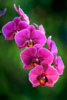 rote-Orchideen-2.jpg